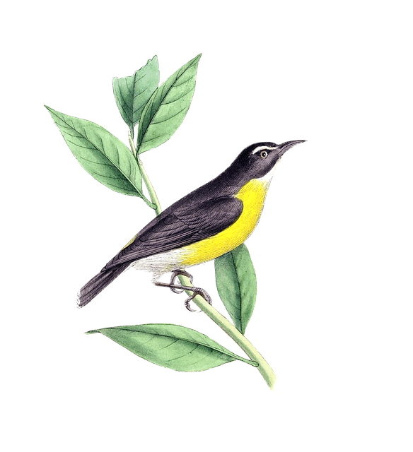 bird