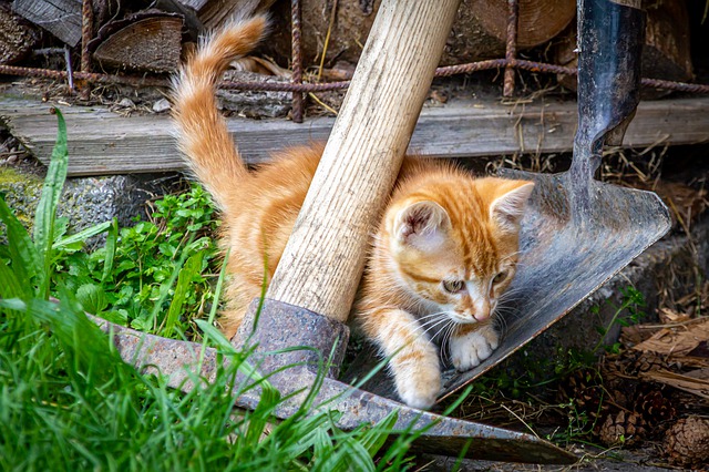 cat